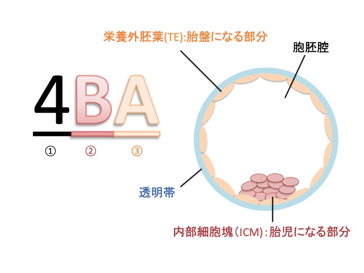 2021年10月 | labo report | 不妊治療・体外受精専門 金沢たまごクリニック